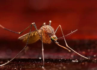 Bangladesh reports zero dengue cases