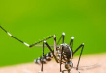 Bangladesh records more than1,700 deaths from dengue this year
